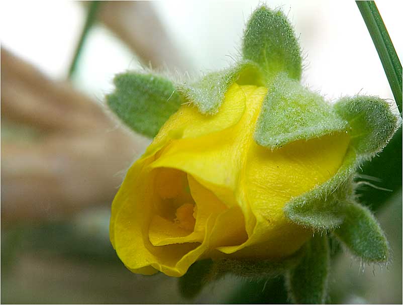 photo "***" tags: macro and close-up, 