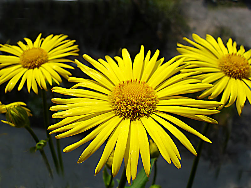 photo "***" tags: nature, flowers