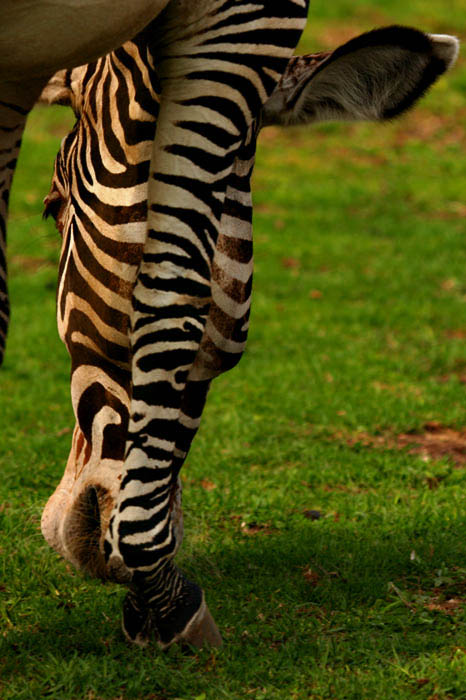 photo "lunch" tags: nature, wild animals