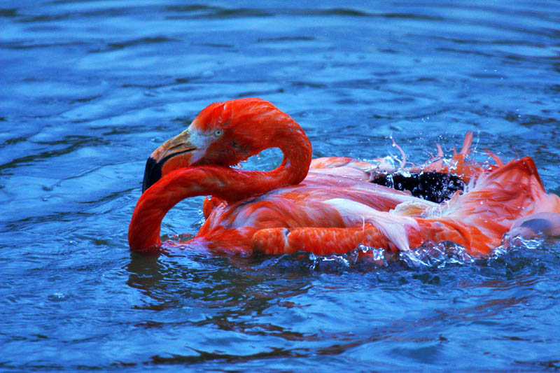 photo "automatic wash" tags: nature, wild animals