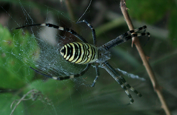 фото "паук2" метки: природа, насекомое