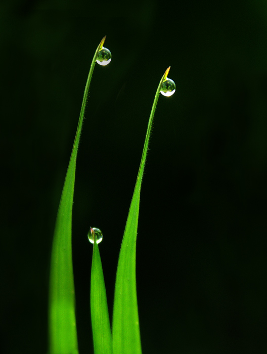 photo "Morning" tags: macro and close-up, 