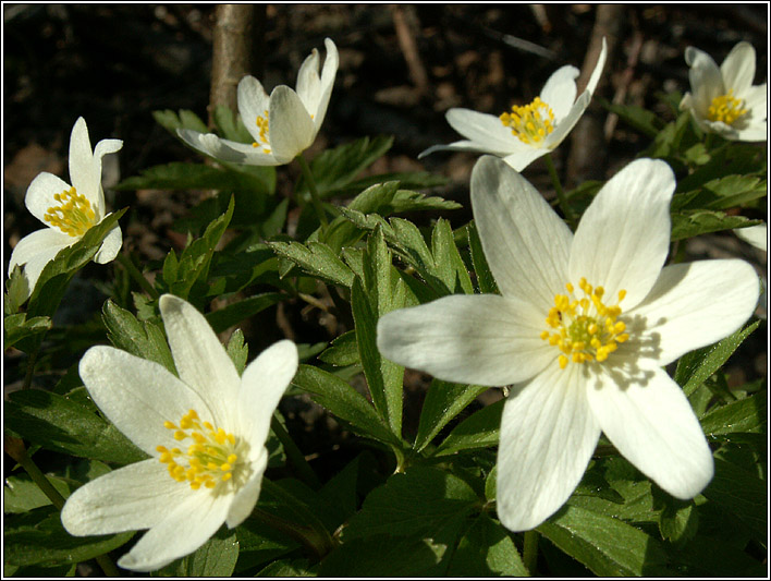 фото "Белые анемоны" метки: природа, макро и крупный план, цветы