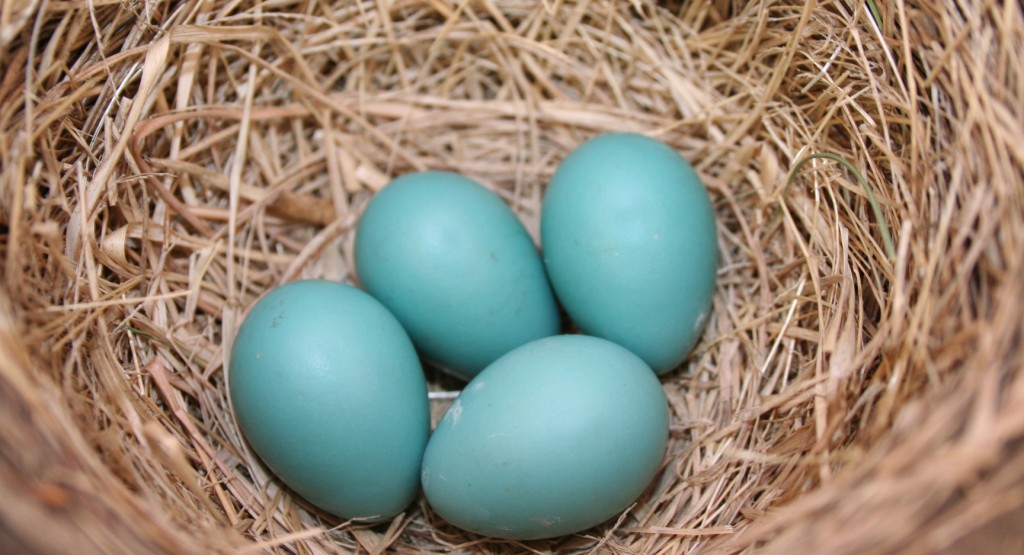 фото "Robin's Eggs Really Are Blue" метки: природа, дикие животные