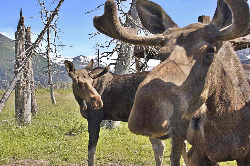 фото "Moose in Alaska" метки: природа, дикие животные