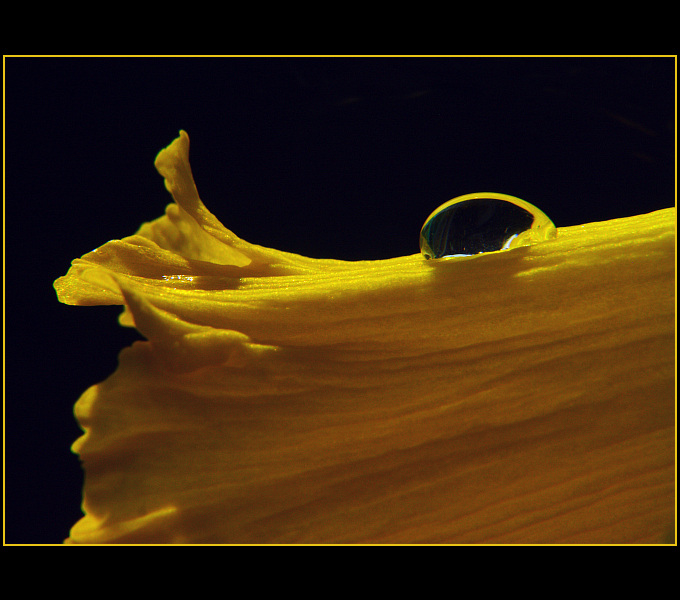 photo "Tear" tags: nature, macro and close-up, flowers