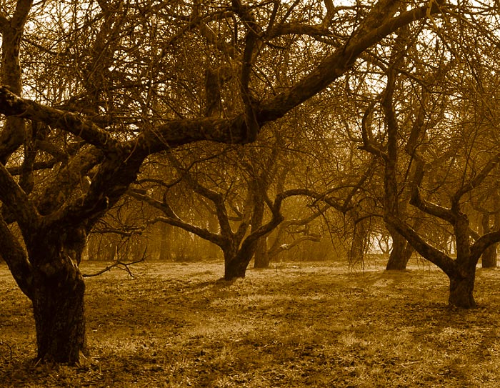 photo "threshold of color" tags: landscape, black&white, spring