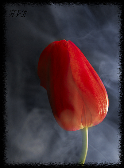 photo "tulip" tags: macro and close-up, nature, flowers