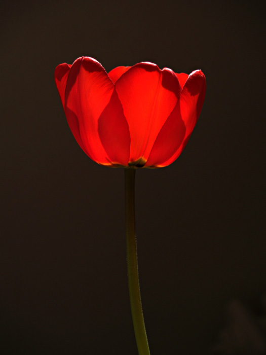 photo "Tulipan" tags: nature, still life, flowers