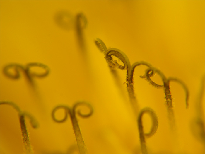 photo "Yelow flower" tags: macro and close-up, nature, flowers