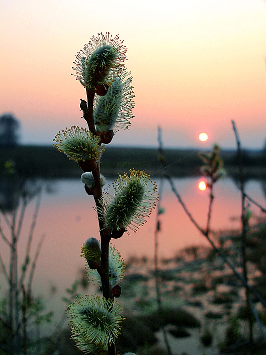 photo "***" tags: landscape, macro and close-up, spring