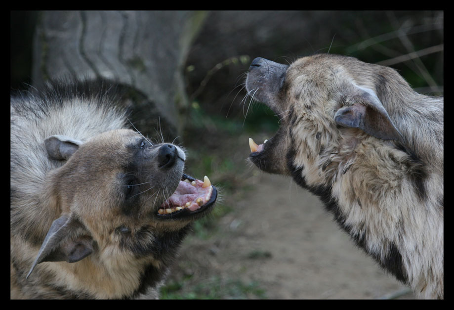 photo "wrangle" tags: nature, wild animals