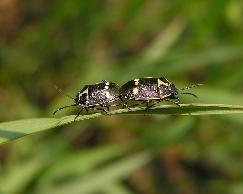 photo "***" tags: macro and close-up, nature, insect