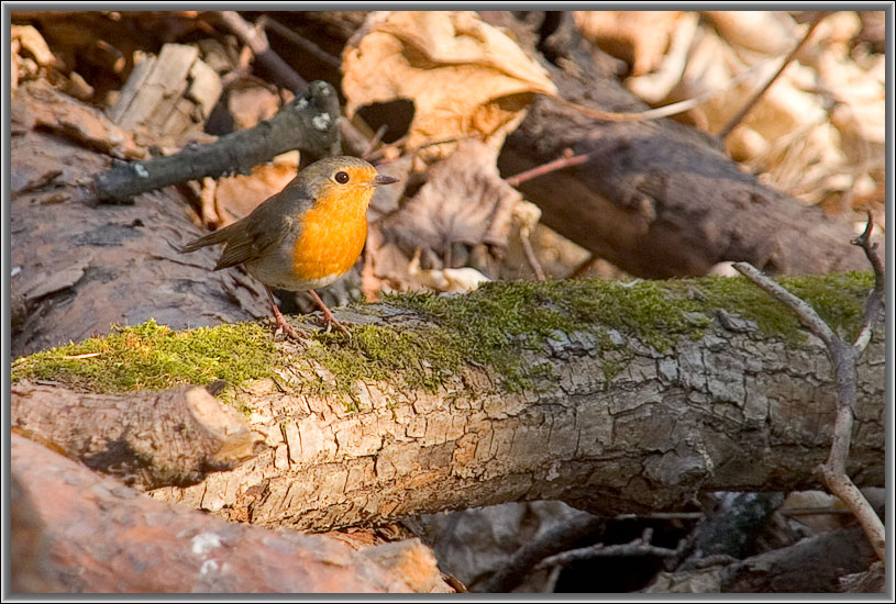 photo "***" tags: nature, wild animals