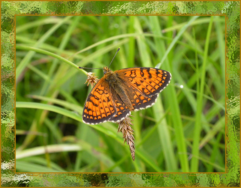 photo "Pretty Ambiguity." tags: nature, macro and close-up, insect