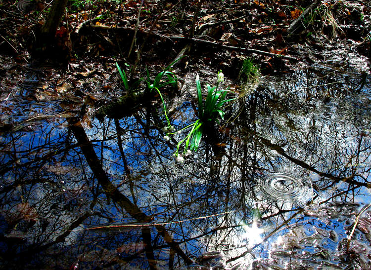 photo "Drop" tags: nature, flowers