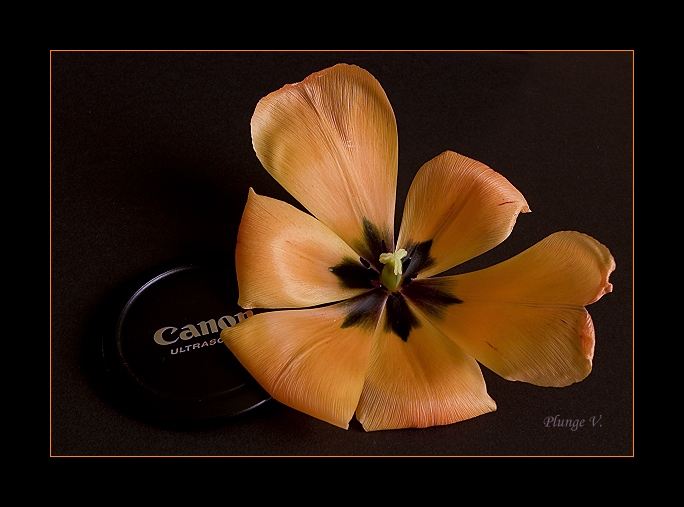 фото "Canon Tulp" метки: природа, цветы