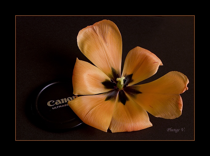 photo "***" tags: nature, flowers