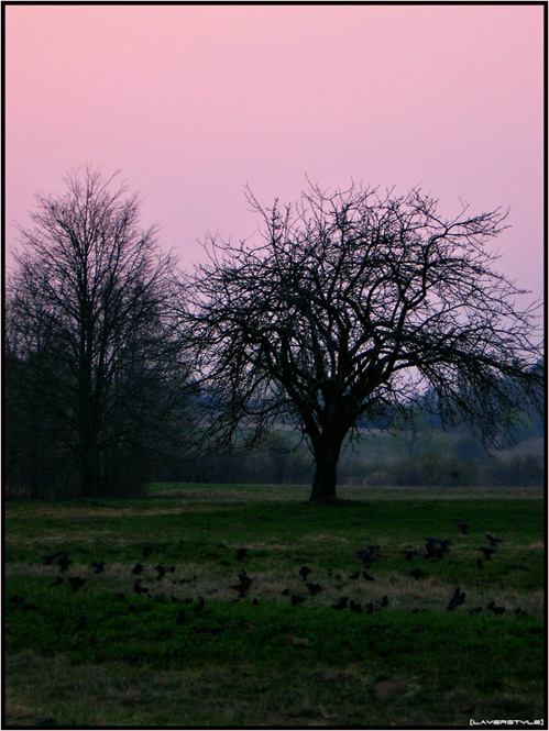 photo "***" tags: landscape, nature, sunset