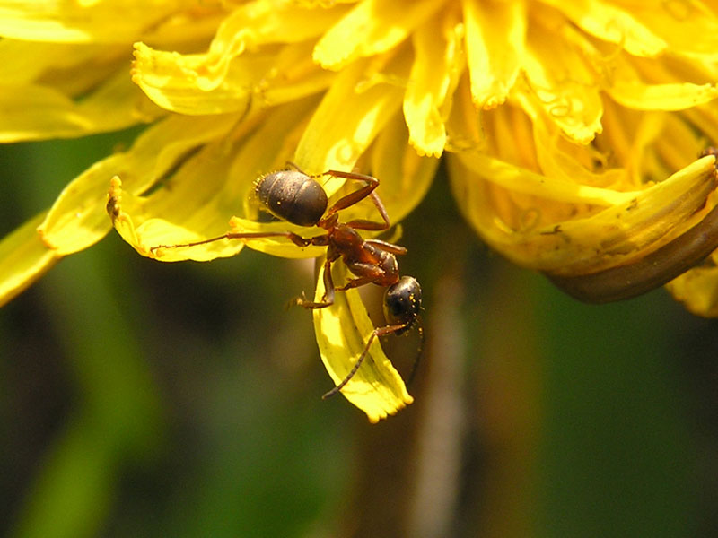 photo "***" tags: macro and close-up, nature, insect