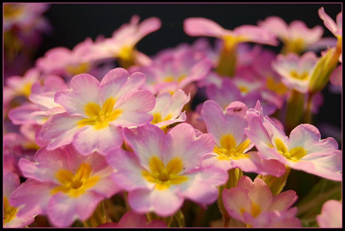 photo "The childrens of SPRING" tags: macro and close-up, 