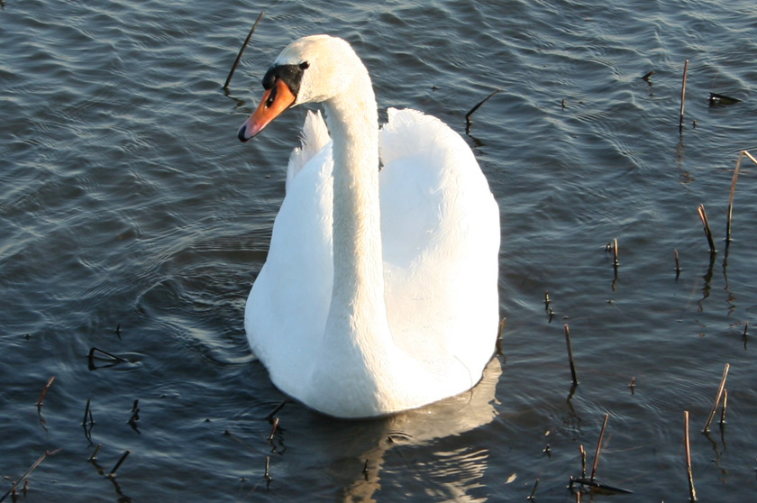 photo "***" tags: landscape, nature, pets/farm animals, water