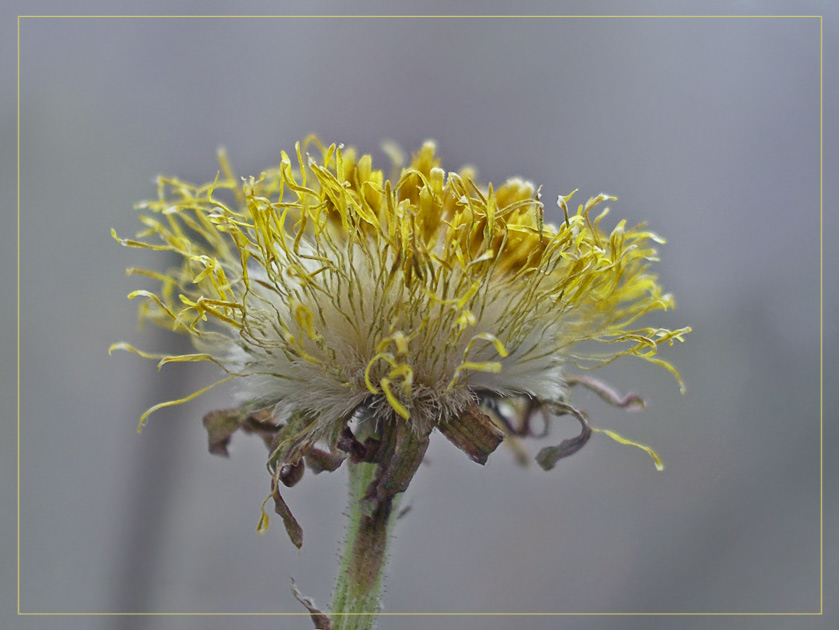 photo "***" tags: macro and close-up, nature, flowers