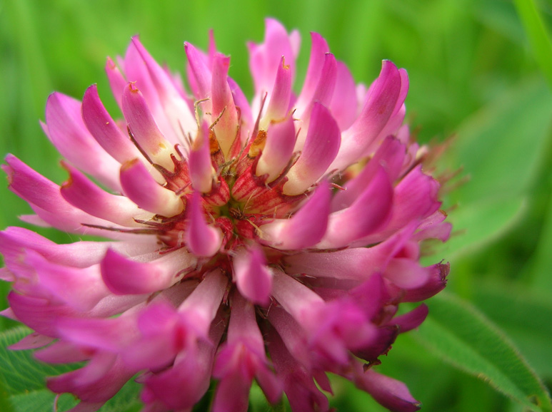 photo "***" tags: nature, macro and close-up, flowers