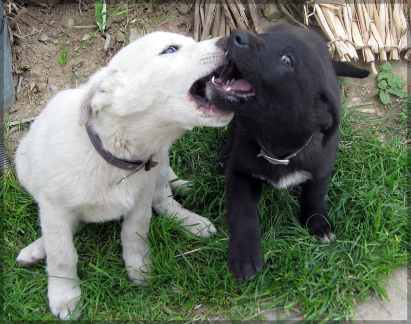 фото "Ying & Yang" метки: природа, домашние животные