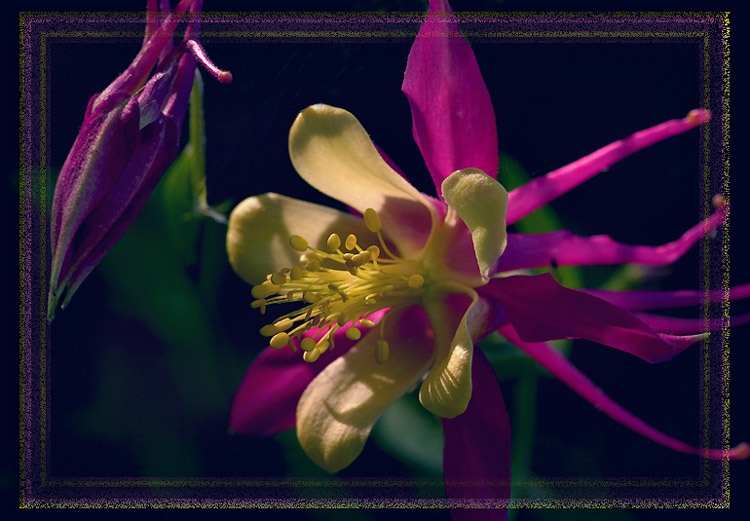 photo "***" tags: nature, macro and close-up, flowers