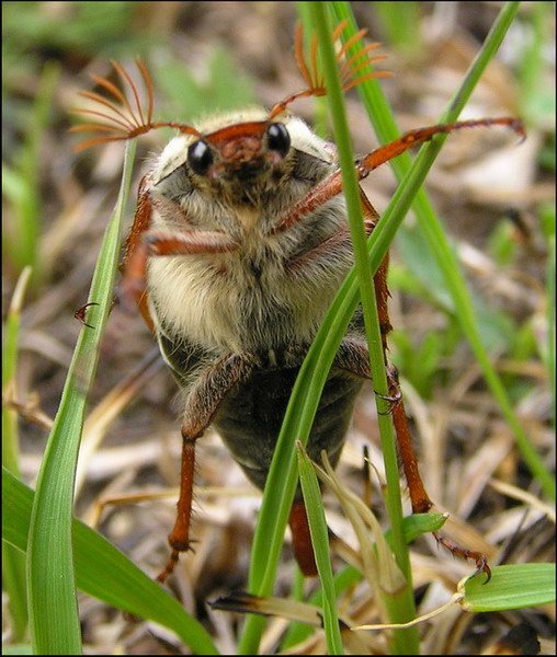 photo "хрущ" tags: nature, macro and close-up, insect