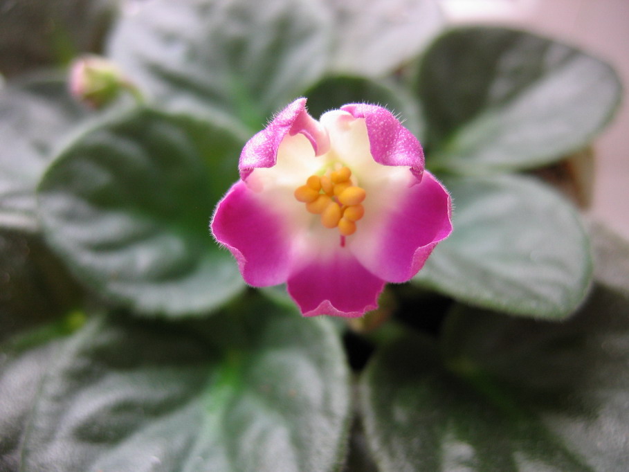 photo "Violet" tags: macro and close-up, nature, flowers