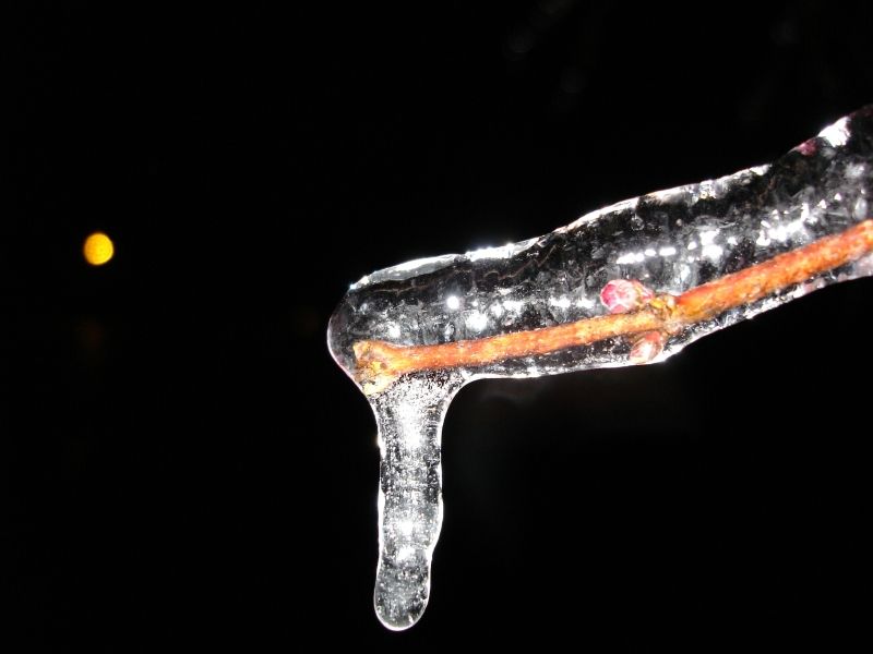 photo "Frozen tree" tags: macro and close-up, nature, 