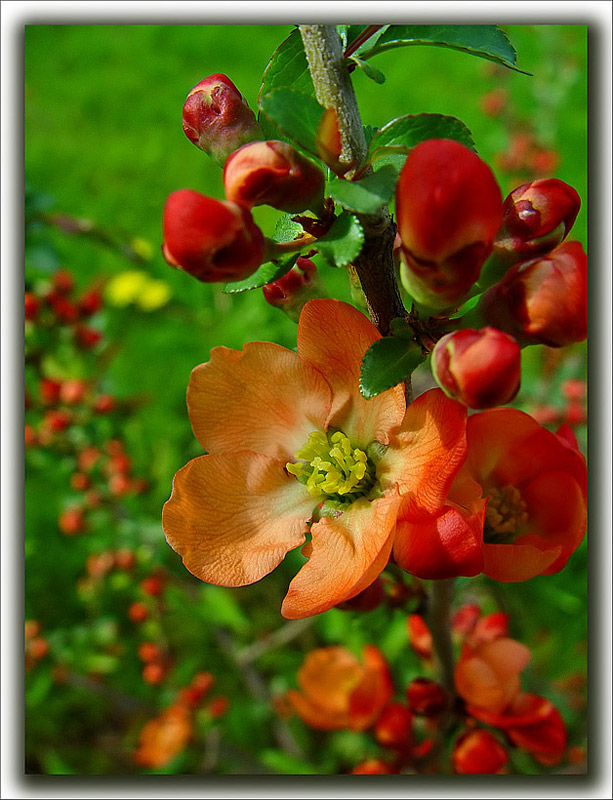 photo "***" tags: macro and close-up, nature, flowers