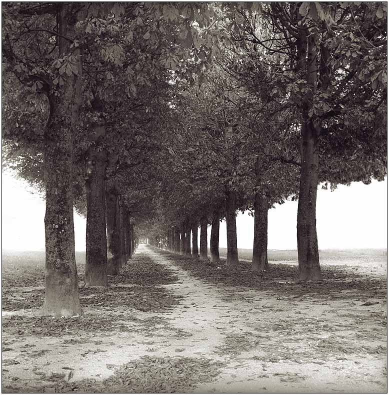 photo "In the silence of alley" tags: landscape, black&white, autumn