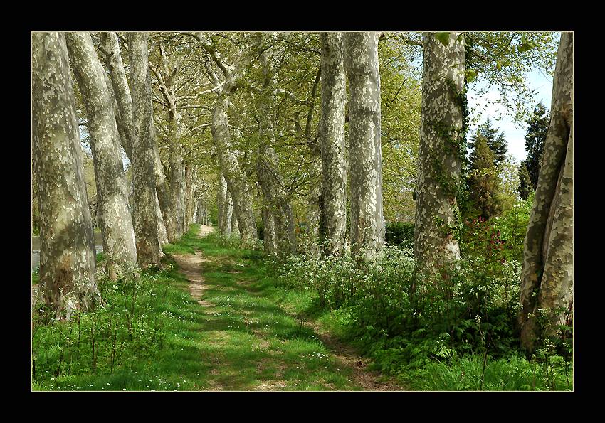 photo "Take a Walk!" tags: landscape, spring