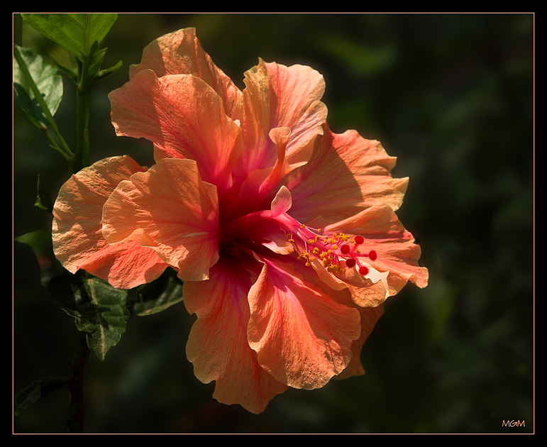 photo "***" tags: nature, flowers