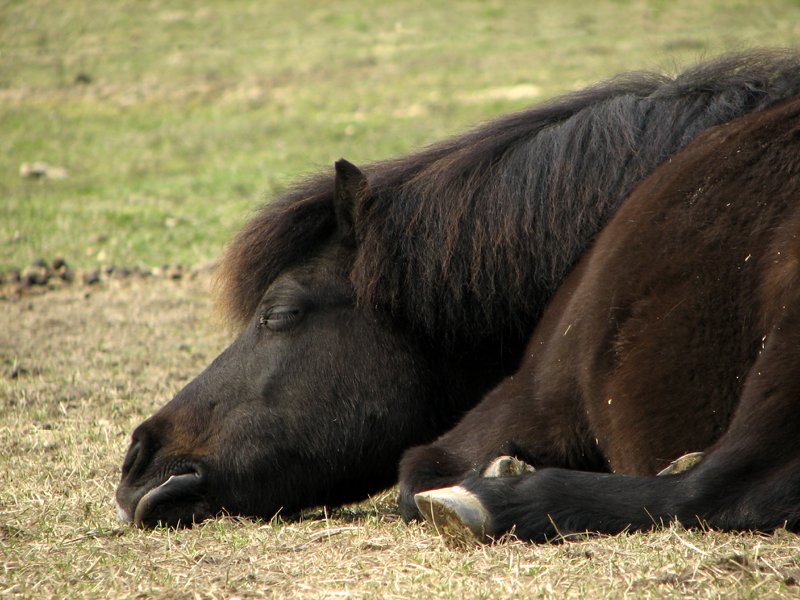 photo "If I take a little nap and dream about summer... Maybe the grass will be greener when I wake up?" tags: nature, landscape, pets/farm animals, spring