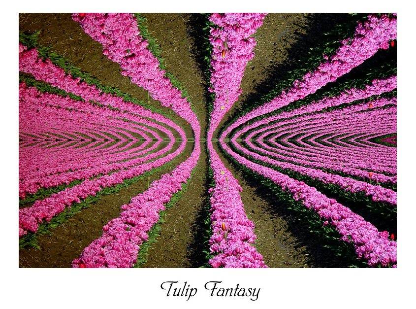 photo "Tulip Fantasy" tags: abstract, nature, flowers