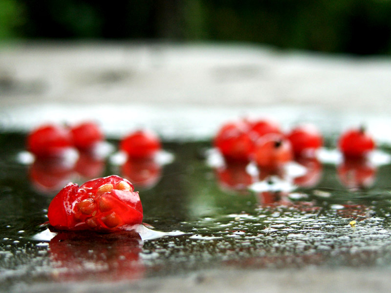 photo "***" tags: macro and close-up, 