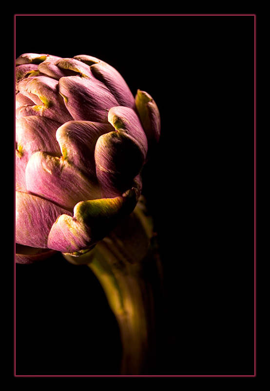 photo "artichoke" tags: nature, macro and close-up, 