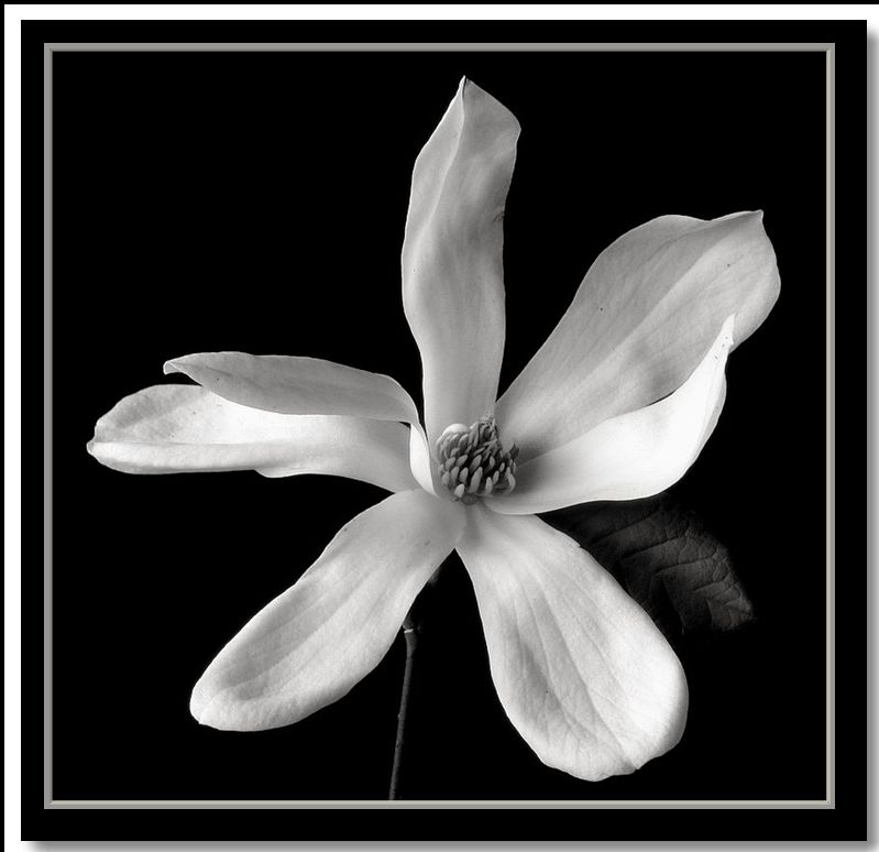 фото "magnolia dr. merrill" метки: природа, цветы