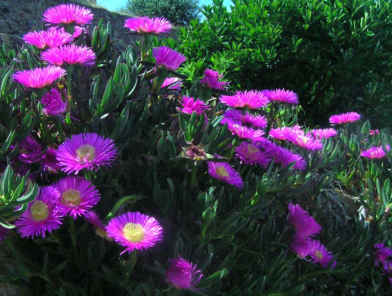 photo "Purple Beauties" tags: nature, flowers