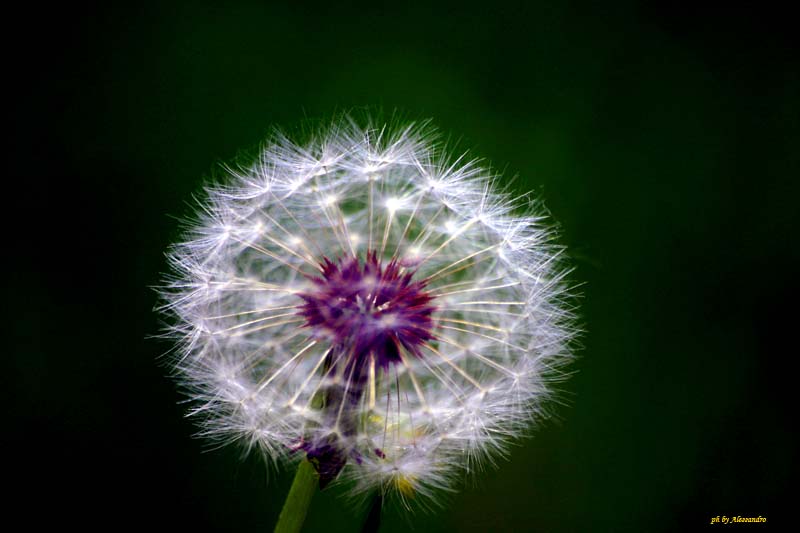 photo "***" tags: nature, flowers