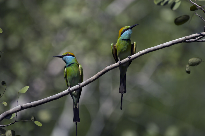 photo "Have taken offence" tags: nature, travel, Asia, wild animals