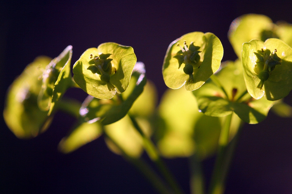 photo "Nature Coulors" tags: nature, flowers