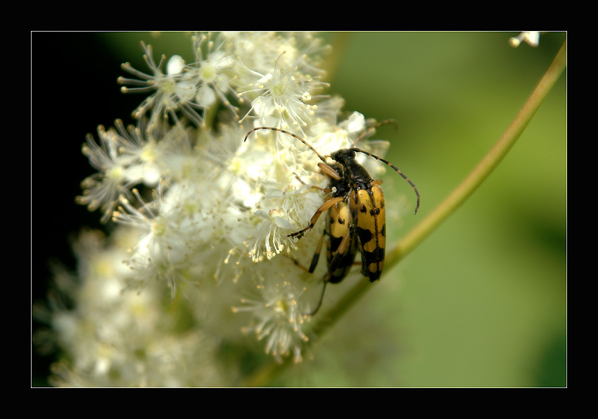 фото "A Bugs Life! Let's make luv..." метки: природа, гламур, насекомое