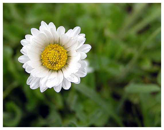 photo "Small spring." tags: macro and close-up, nature, flowers