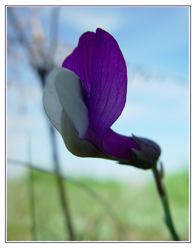 фото "Фиолетово" метки: природа, макро и крупный план, цветы