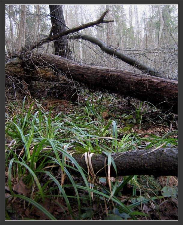 photo "***" tags: landscape, forest, spring